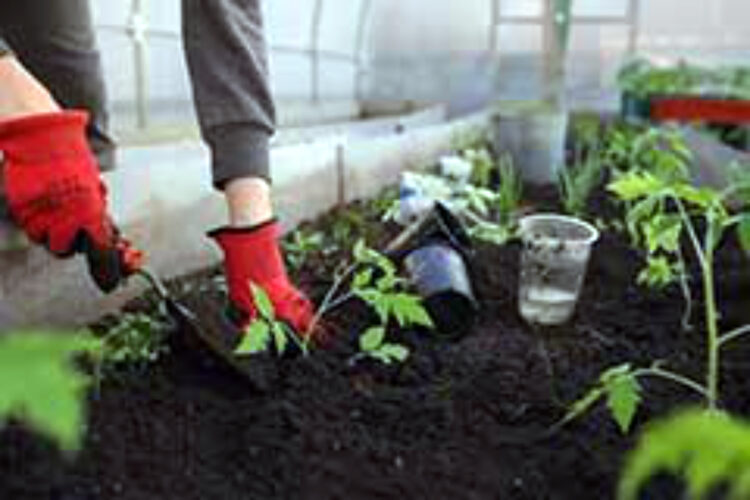 In-person and virtual trainings on turf  and ornamentals slated for early 2025